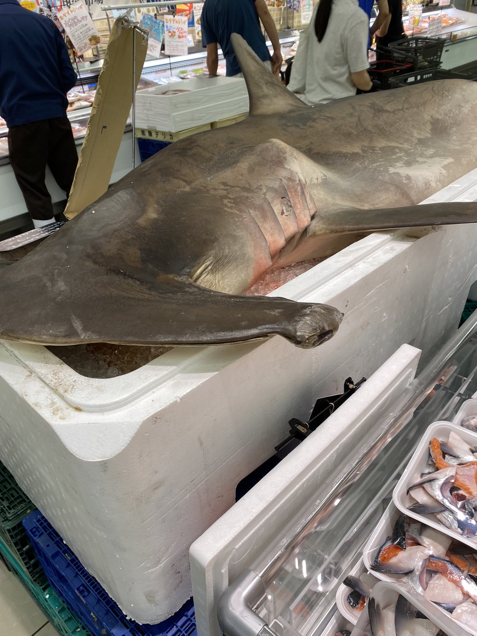 Kerobee 三田のスーパーの魚コーナーにシュモクザメ ハンマーヘッドシャーク 売ってるんやけど T Co Nxlytryfax Twitter