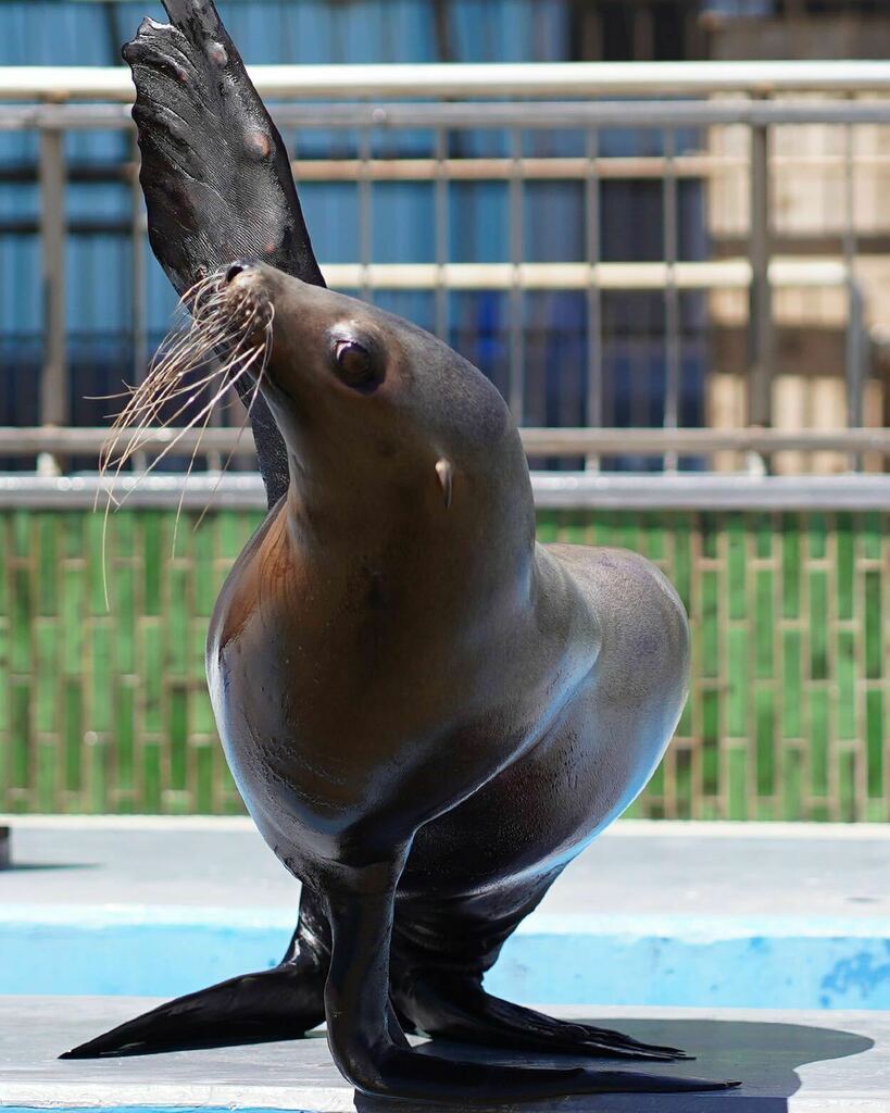 ふれあいカーニバル Twitter Search Twitter