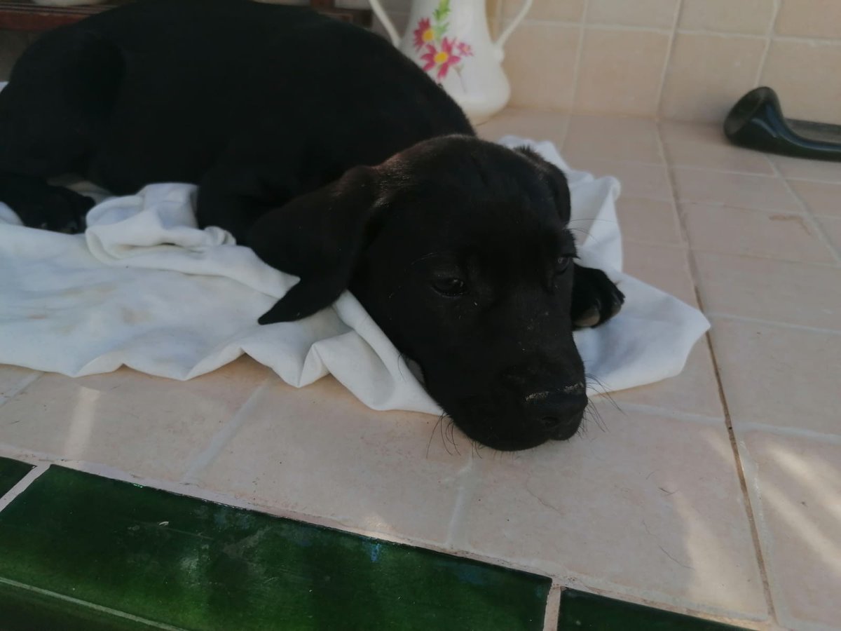 deltarescat's tweet photo. #nousdeltarescatats
#deltebre #abando
#DeltaRescat #AdoptaNoCompres #salvemvides https://t.co/rX74CCQ9mr