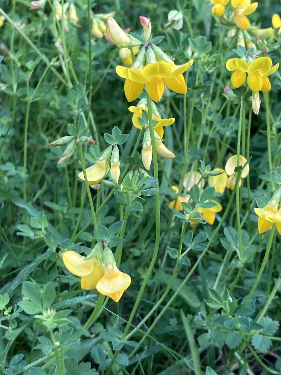 Lovely to see some Birds Foot Trefoil on my walk this morning #HAMPSHIRE Hangers #wildflower