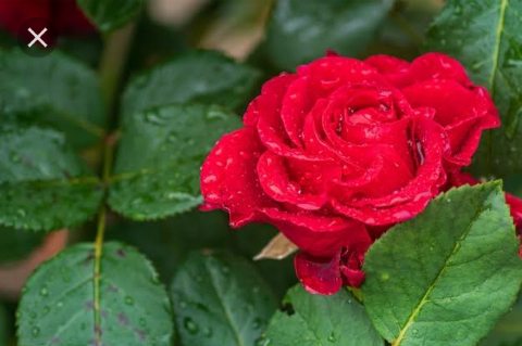 eunice_loba's tweet photo. "Je vous souhaite à tous une pluie☔ d'amour 💞.....
"Profiter 🍸de son #weekend même quand il pleut ☔"
#Bon_week-end😍 https://t.co/D8R94LfS7M
