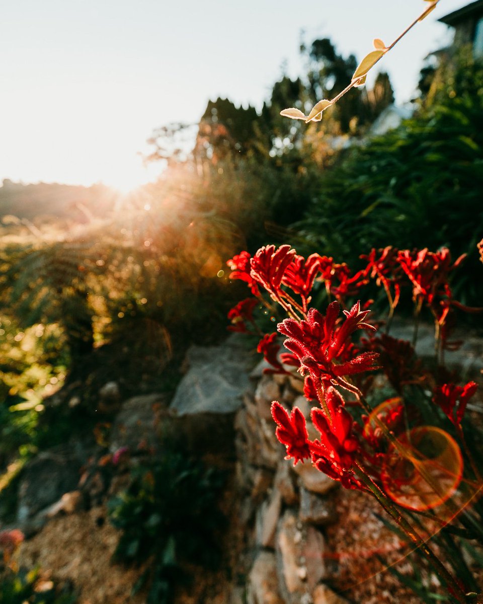 We were lucky to get some spectacular sunsets from the garden terrace on our recent stay <a href="/cloud/">cloud ☁️</a>.parade.leura @altuadesignstudio

 #leura #eatreadlove #travel #holidayproperty #ontheroad #roadtrip #stayandshoot #lifestyle #workfromwherever #australia #nsw #visitruralandregionalaus