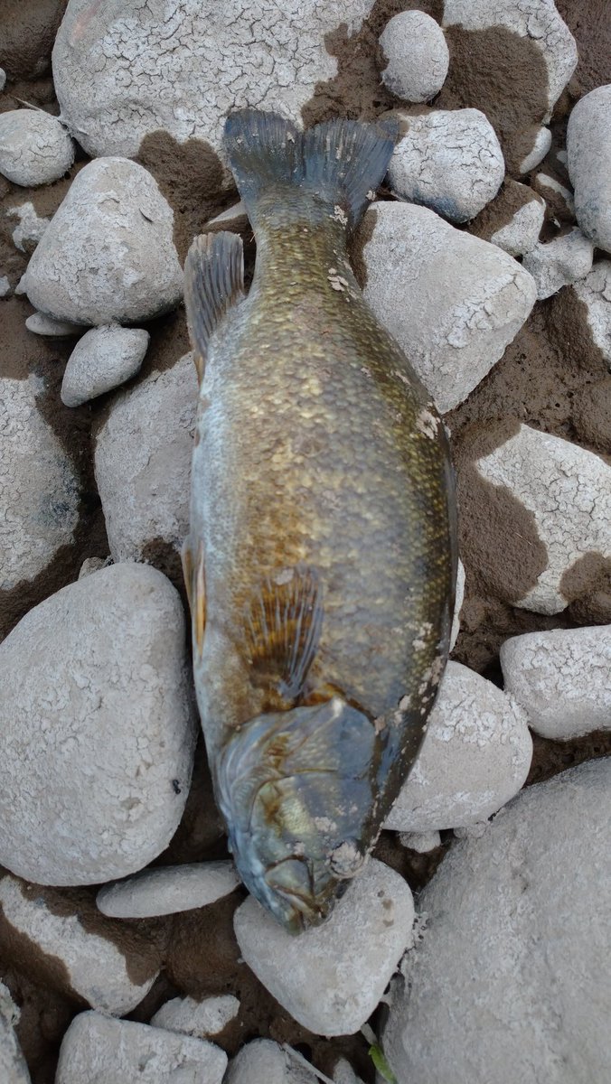 ハッシュタグ 外来魚 ハッシュタグ 外来魚