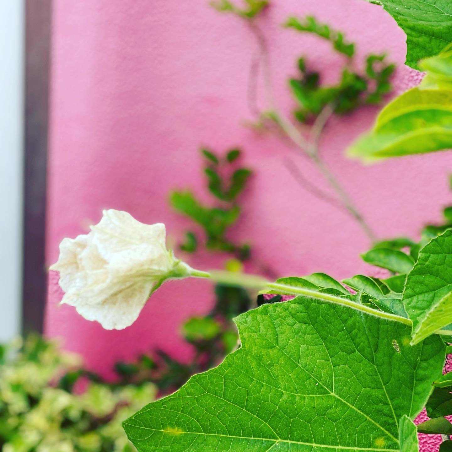 Q E D Store Cafe 今年挑戦しているのが瓢箪栽培 お酒が3 6ℓも入るでっかい実がなる大瓢箪 を植えました そして今日初めて瓢箪の花が咲きました どうやら午後には萎んでしまうみたいなので 明日こそ早起きしようと思っています 百合は今絶好調です