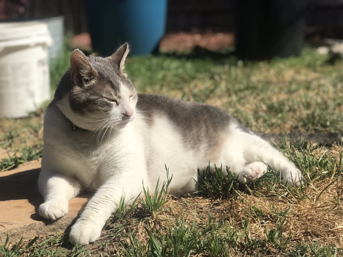 GlimpseofGina's tweet photo. Knowing when it is time to put your animal to sleep is one of the hardest things to figure out. After having this guy for 16-17 years we are putting him to sleep tonight. Everything happened so sudden it’s crazy how quickly everything can change. Loved this strange cat. https://t.co/I3Cuu5piYn