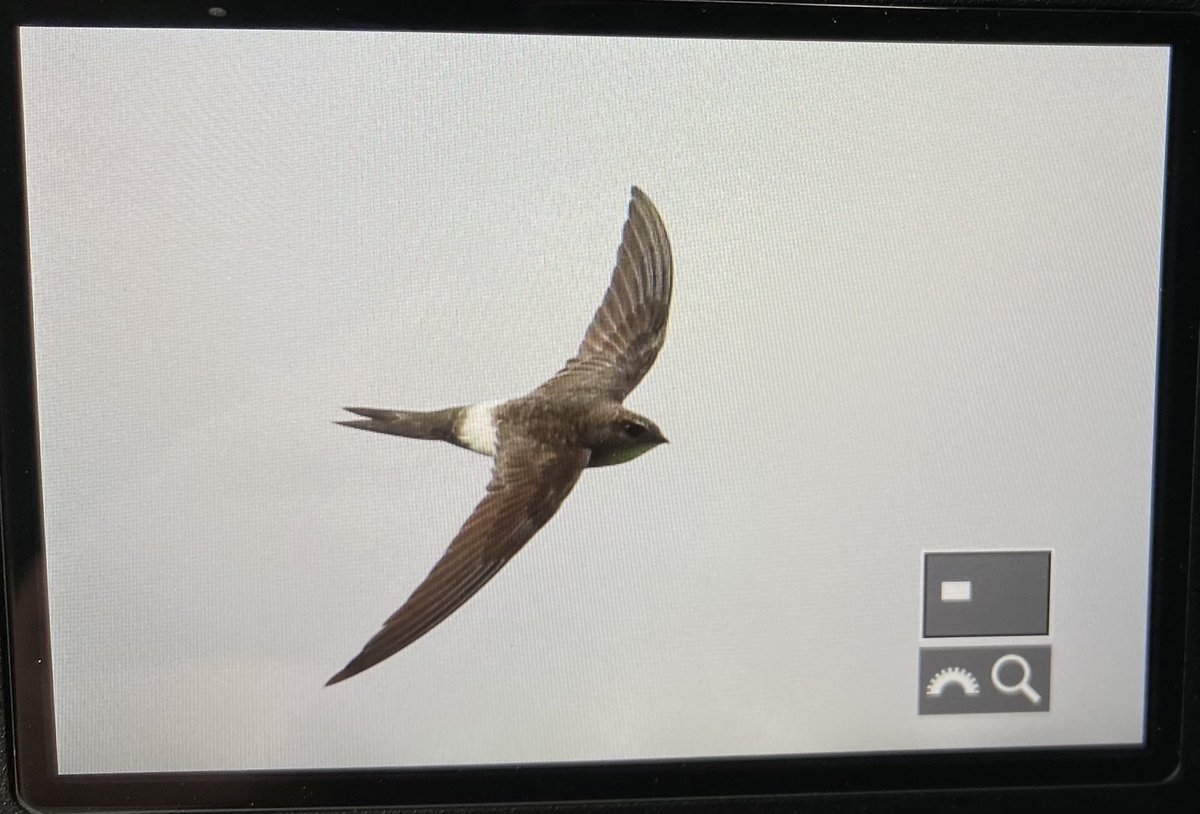 jonathanfarooqi's tweet photo. Holy moly! Mind blowing views of the Pacific Swift at East Chevington this morning!! Glad I stayed at home for a few days. Great Reed Warbler still singing too. @NTBirdClub @BirdGuides https://t.co/iQS2jYCqfz