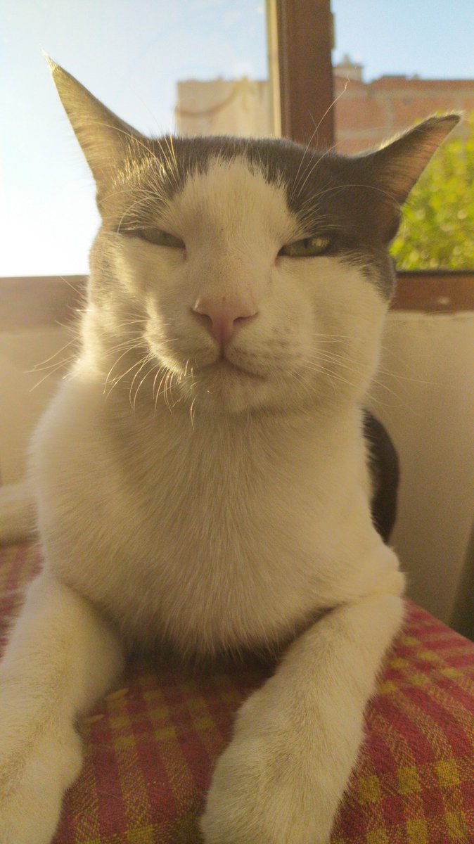 ozgurBASED's tweet photo. @snabtkskl Doktordan İkinci el az kullanılmış kedi https://t.co/LtwQSnkNlR