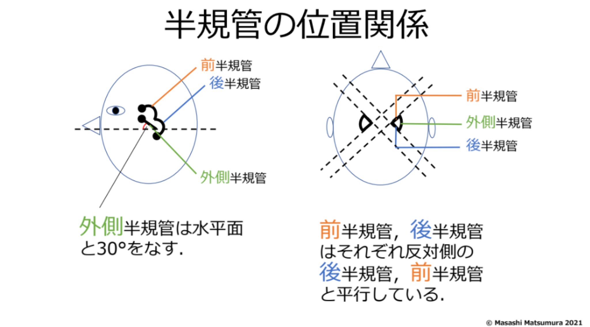 松村将司 めまいや徒手療法を専門とする理学療法士 博士 理学療法学 三半規管はその名の通り 三つの半規管から構成されてる 前 後 外側半規管 外側は英語だとhorizontalと書かれてるけど 見ての通り30 の傾斜があるため 水平ではない したがって 松村将司 めまいや徒手療法を専門とする理学療法士 博士 理学療法学 三半規管はその名の通り 三つの半規管から構成されてる 前 後 外側半規管 外側は英語だとhorizontalと書かれてるけど 見ての通り30 の傾斜があるため 水平ではない したがって