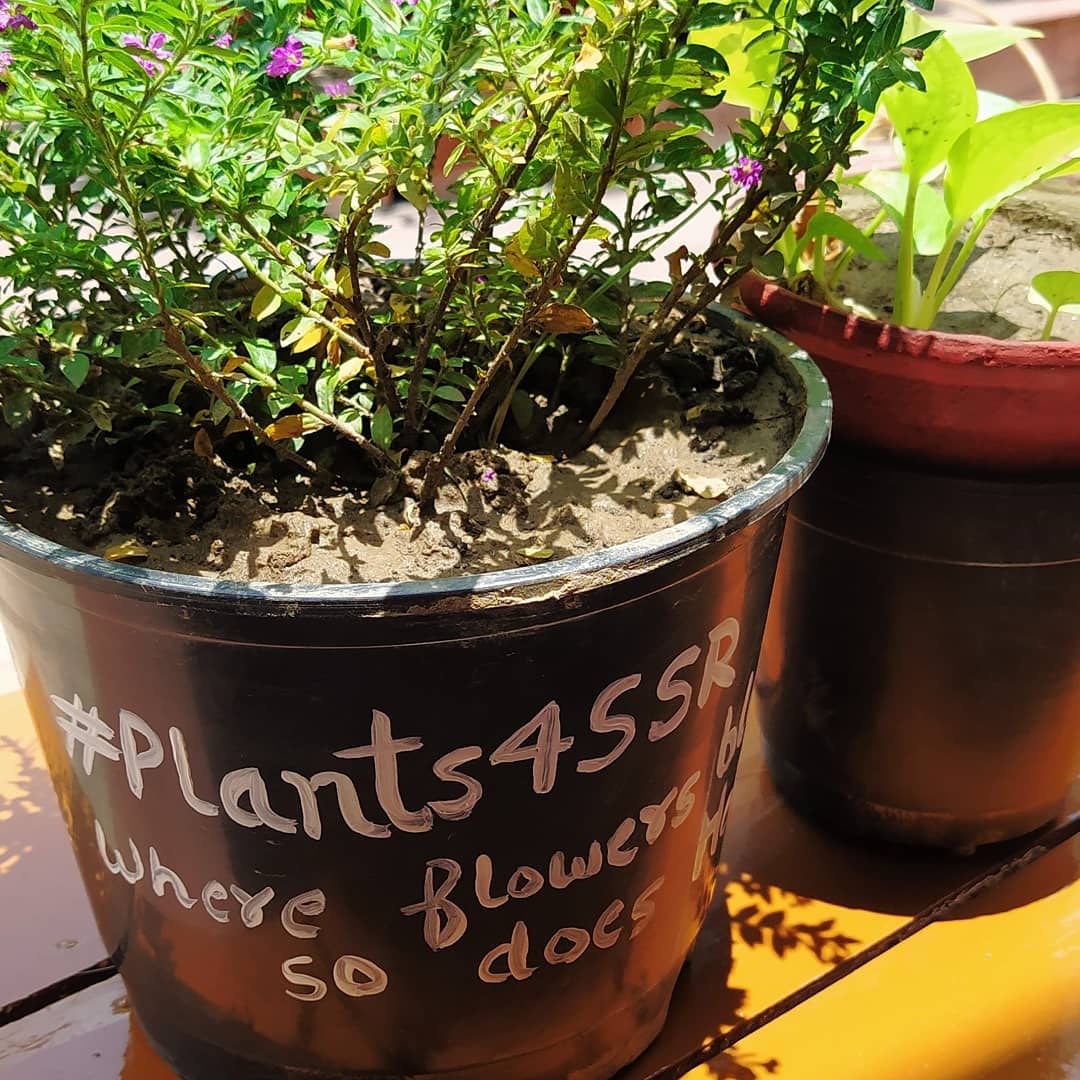 its_ruchika's tweet photo. #Plants4SSR

Where Flowers Bloom So Does Hope 🌻

Sushant Singh Rajput was full of dreams, and was relentlessly working to fulfil them. ✨

Dream list - 11/50 🌿

I'll keep his legacy alive forever 🌿

Rhea Bosses Killed Sushant 

@nilotpalm3 sir https://t.co/UlQygXgTtb