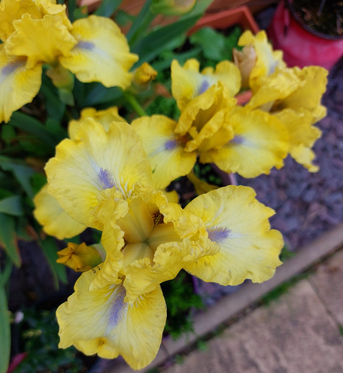 @p_robertsonQC Your iris made another stunning appearance in our garden this year @p_robertsonQC