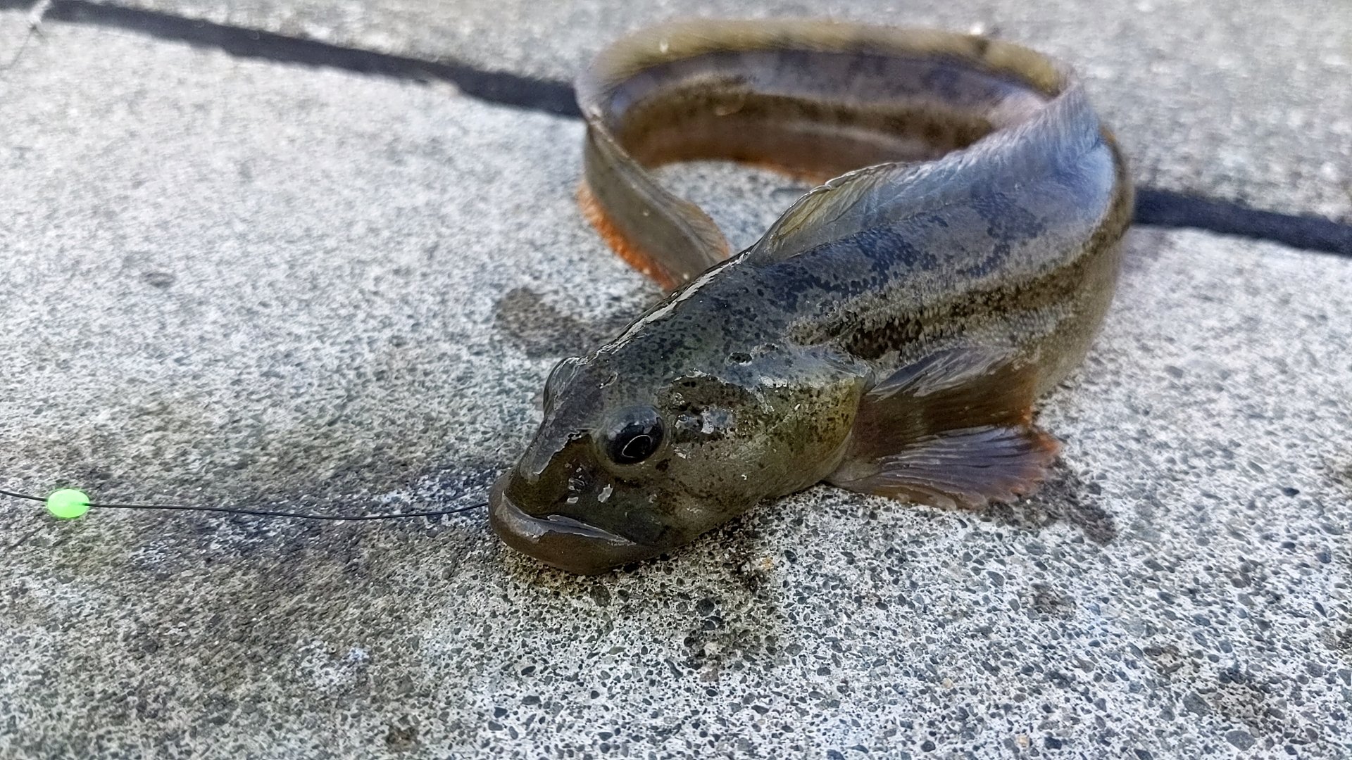 Kazu そして 釣れては欲しくない魚が 釣れた 泣 通称ガンジー 正式名称はなんて言うんだろ 大樹町 釣り 海釣り つり コマイ ガンジー T Co Do0v4uwizw Twitter