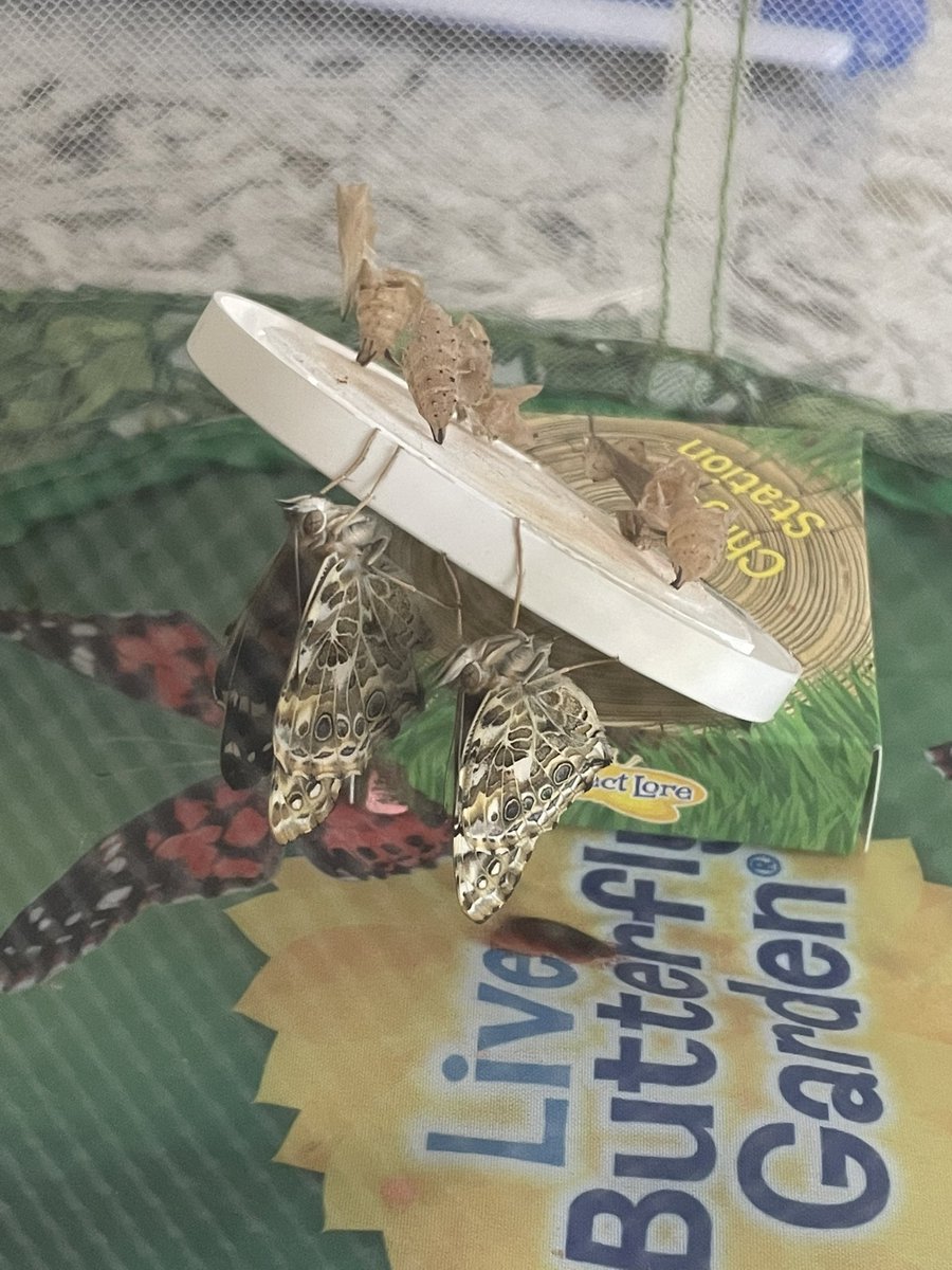 VS_NJS's tweet image. The last 3 Painted Lady butterflies emerged this morning! @VS_NJS @National_Junior @National_Y5