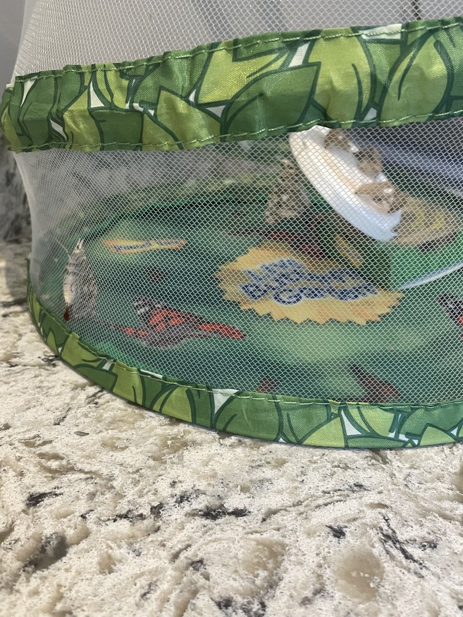 VS_NJS's tweet image. The last 3 Painted Lady butterflies emerged this morning! @VS_NJS @National_Junior @National_Y5