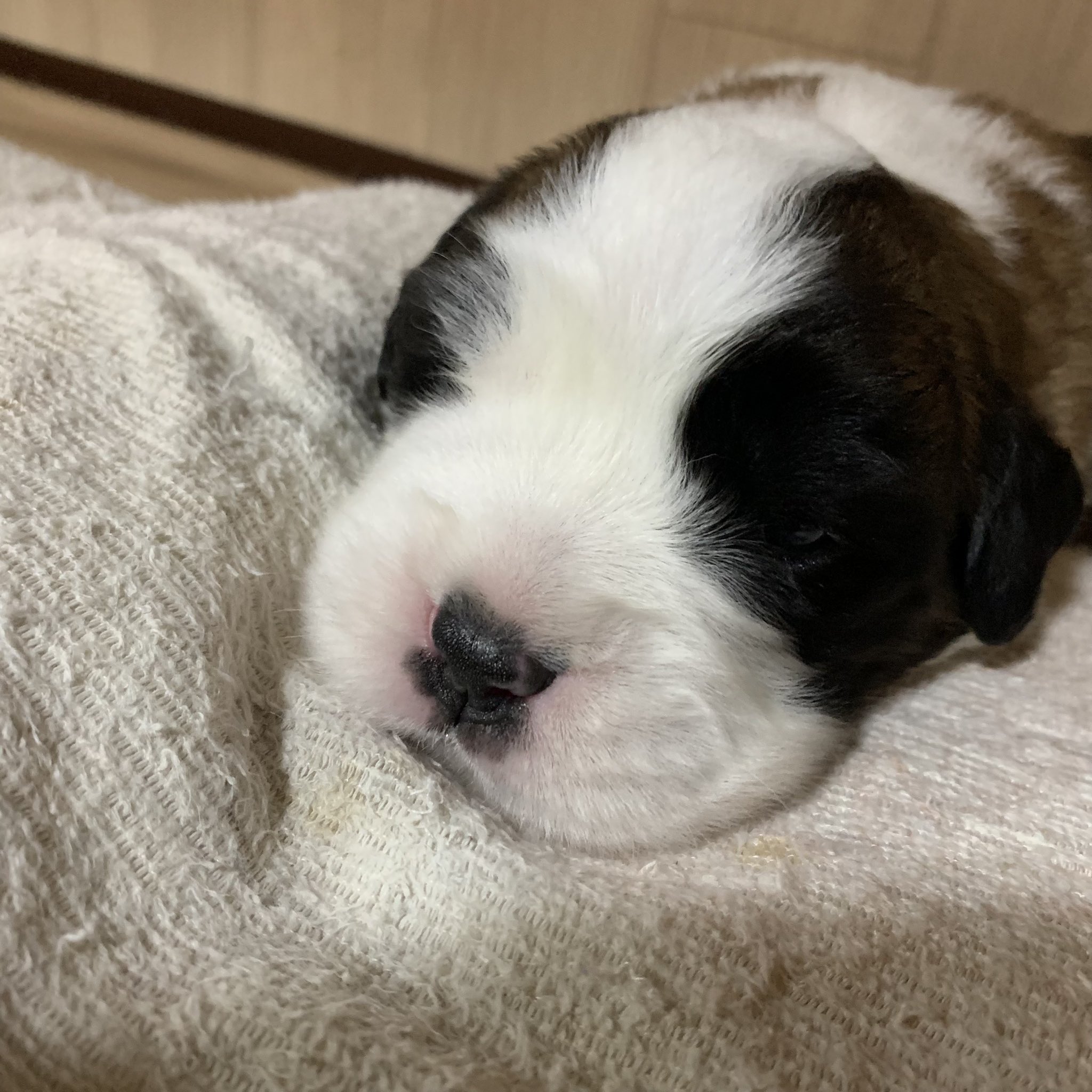 Black Woods 女の子 長毛と思う 目もパッチリ開いてます Puppy 女の子ベビー 犬の居る生活 犬との生活 ワンコ ワンコとの生活 穏やか 親バカ部 子犬 いぬ 犬 イヌ ペット 子犬販売 犬の赤ちゃん 毎日成長 セントバーナード子犬