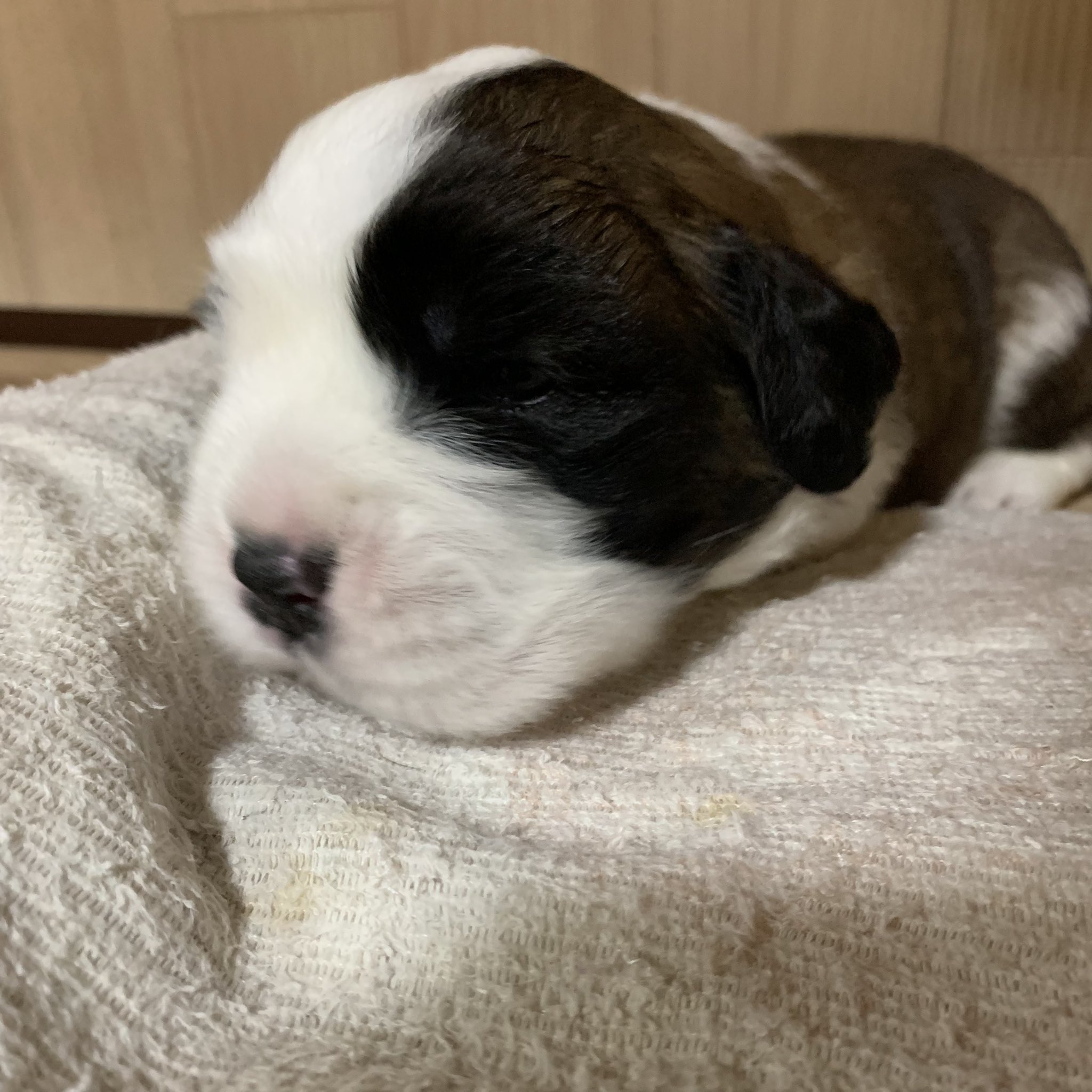 Black Woods 女の子 長毛と思う 目もパッチリ開いてます Puppy 女の子ベビー 犬の居る生活 犬との生活 ワンコ ワンコとの生活 穏やか 親バカ部 子犬 いぬ 犬 イヌ ペット 子犬販売 犬の赤ちゃん 毎日成長 セントバーナード子犬