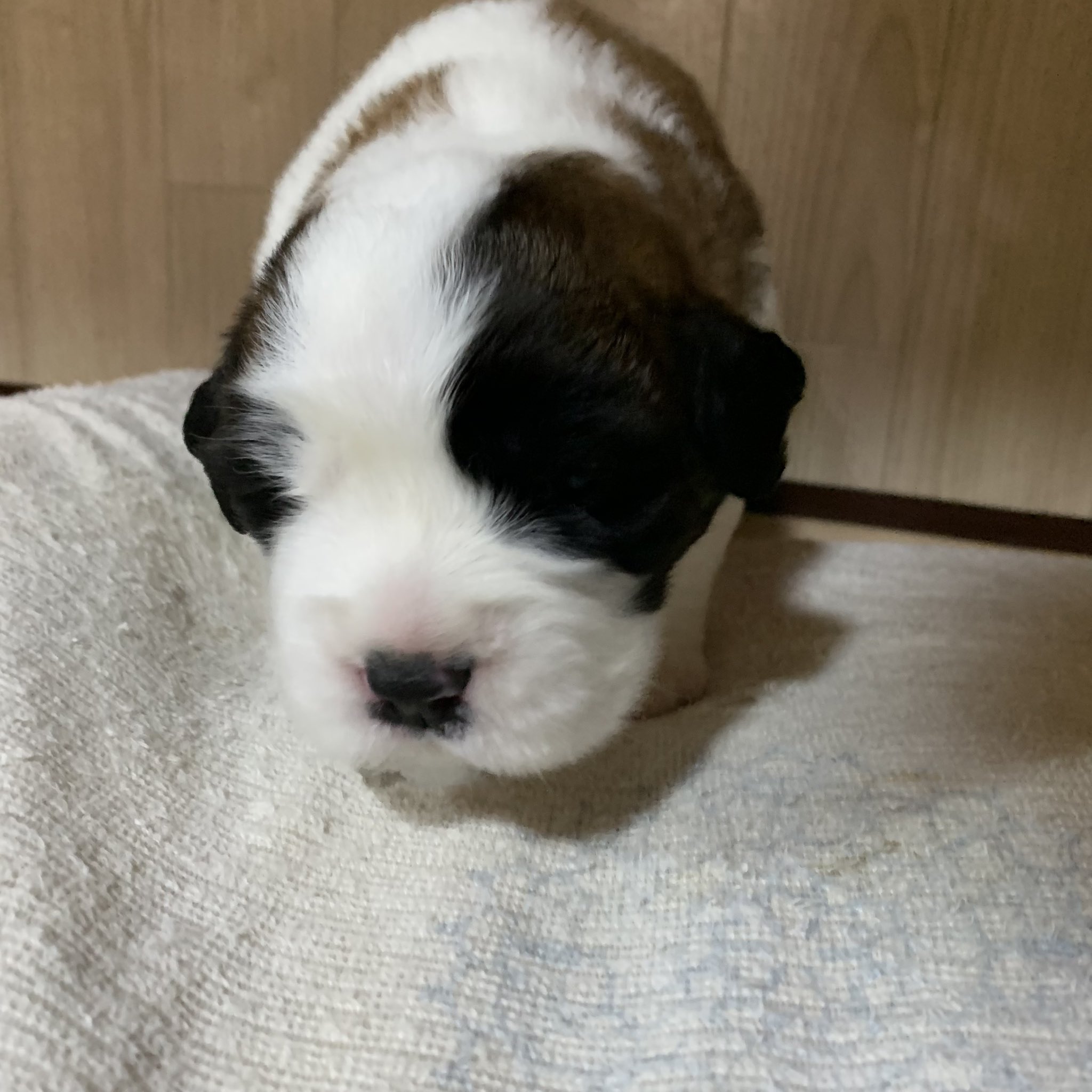 Black Woods 女の子 長毛と思う 目もパッチリ開いてます Puppy 女の子ベビー 犬の居る生活 犬との生活 ワンコ ワンコとの生活 穏やか 親バカ部 子犬 いぬ 犬 イヌ ペット 子犬販売 犬の赤ちゃん 毎日成長 セントバーナード子犬