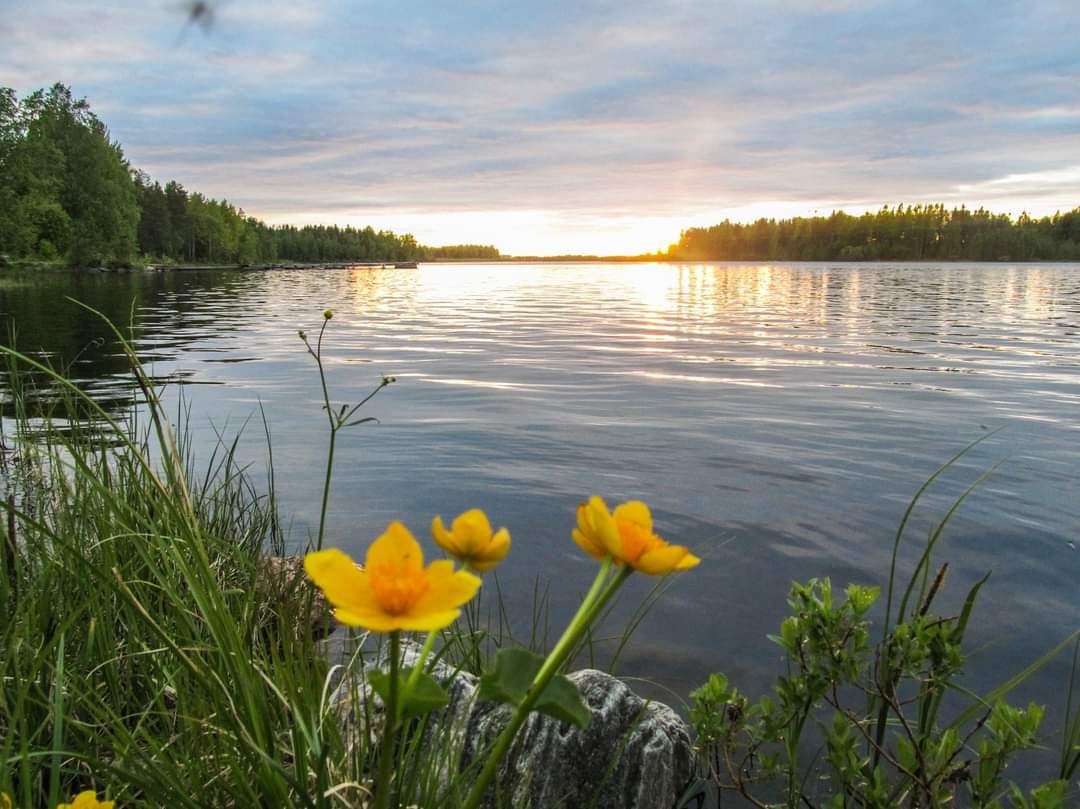 Rentukka ja yksi sääski  🙄