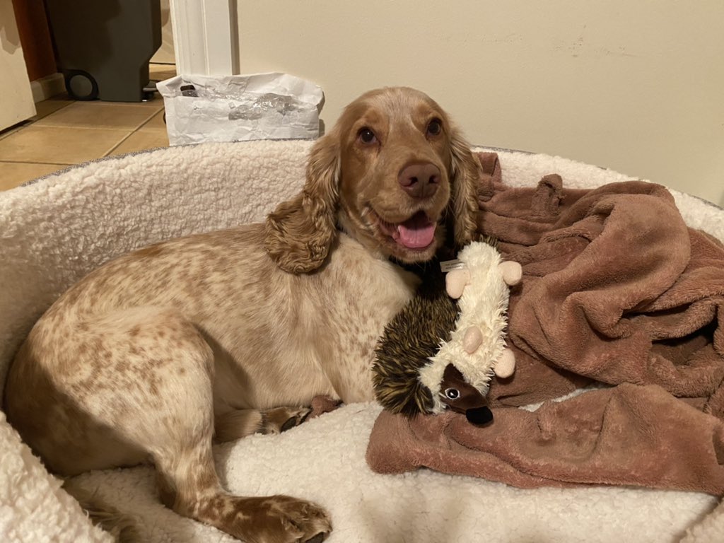 PollyLBolton's tweet photo. My foster dog has honestly been the best, cuddly stress relief. Jasper 💙 https://t.co/NAGrR8zznz