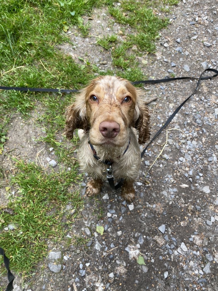 PollyLBolton's tweet photo. My foster dog has honestly been the best, cuddly stress relief. Jasper 💙 https://t.co/NAGrR8zznz
