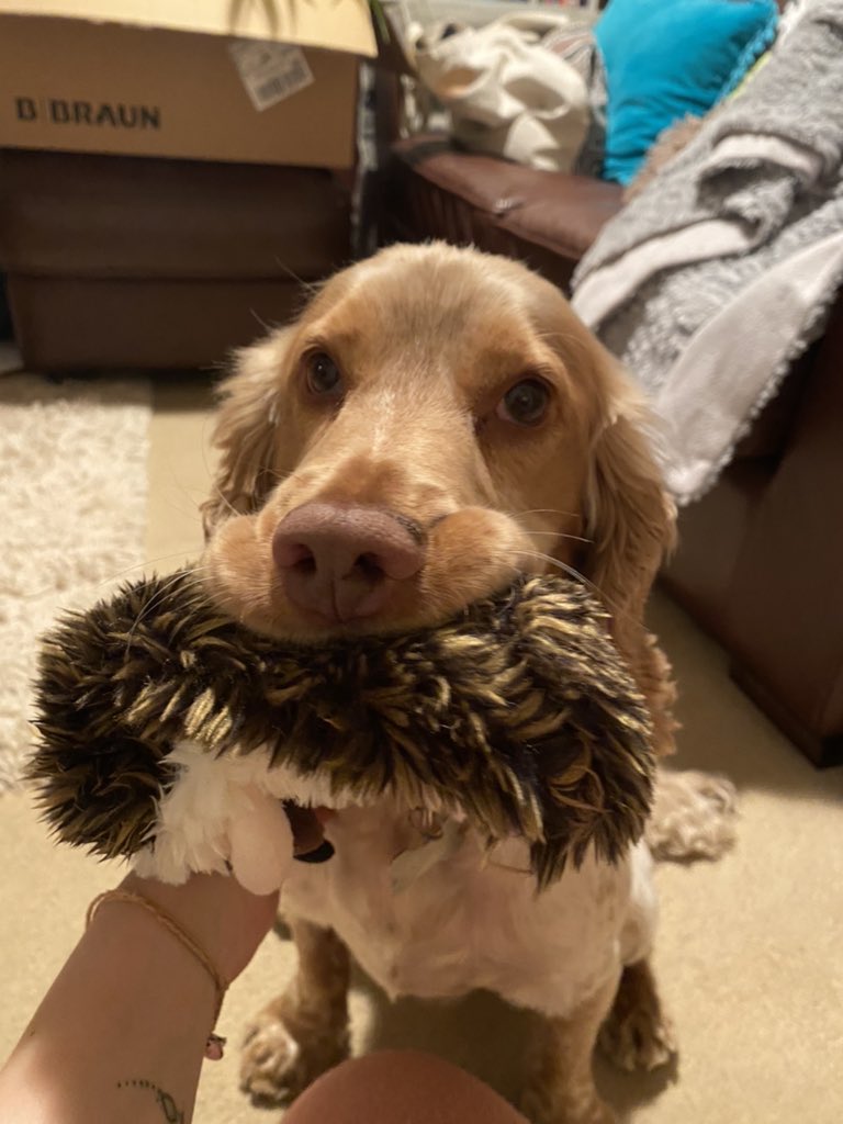 PollyLBolton's tweet photo. My foster dog has honestly been the best, cuddly stress relief. Jasper 💙 https://t.co/NAGrR8zznz