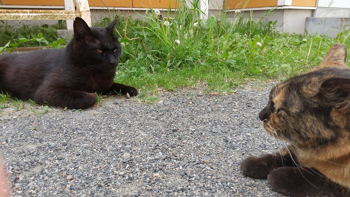 サビ猫 かわいい なかよしのtwitterリアルタイム検索結果 Meyou ミーユー