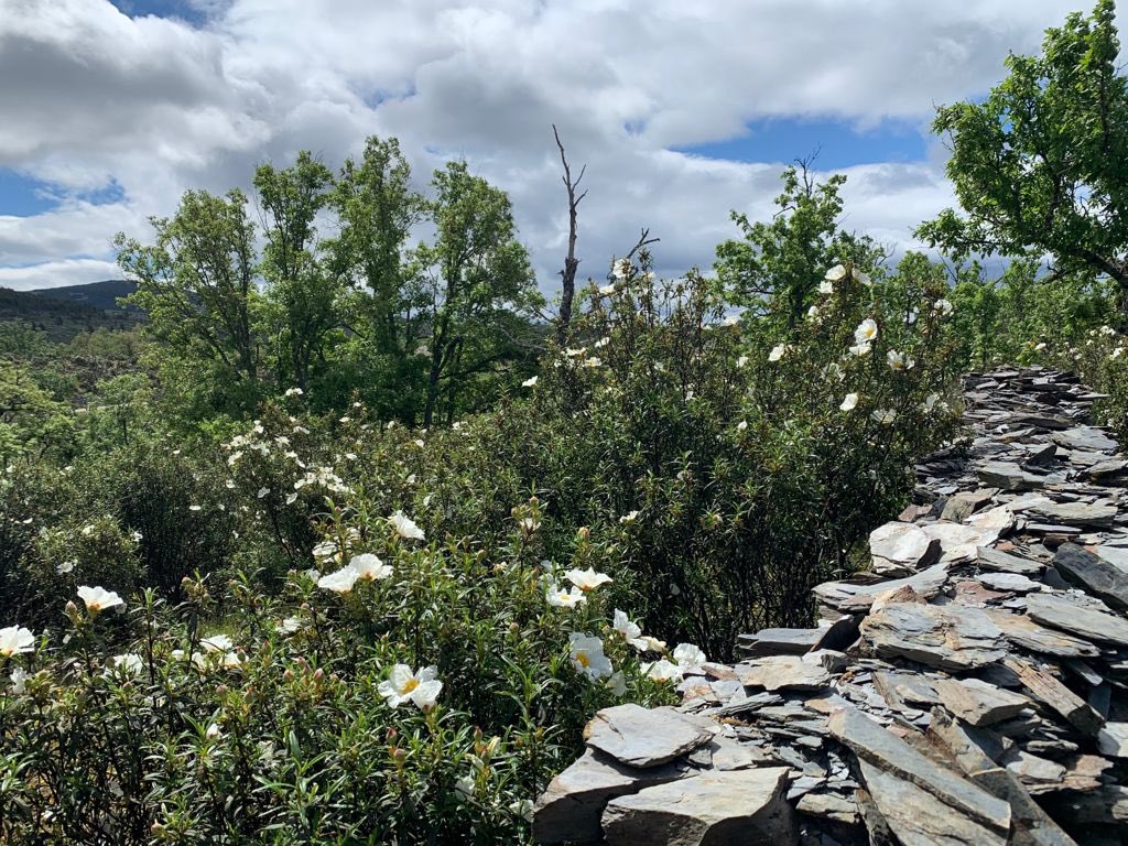 JCCMGuadalajara's tweet photo. 🌱 Este fin de semana, déjate embriagar por el olor de la jara en tu viaje por la #SierraNorte de #Guadalajara y descubre los pueblos de la #arquitecturanegra.
Los paisajes más bonitos se encuentran en #tumundointerior 😉
#CLM #descubreclm #CLMtumundointerior https://t.co/JQvQBZwvcQ