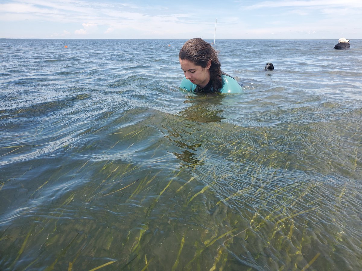 Big congratulations to lab member Kayleigh Granville. Virginia Sea Grant has selected her for a 2021 – 2023 Graduate Research Fellowship to work on air-water greenhouse gas exchange over #seagrass meadows at our Virginia Coast Reserve LTER site.
<a href="/vcrlter/">Virginia Coast Reserve LTER</a>, <a href="/USLTER/">US LTER</a>, <a href="/uvaevsc/">UVa EnviSci</a>