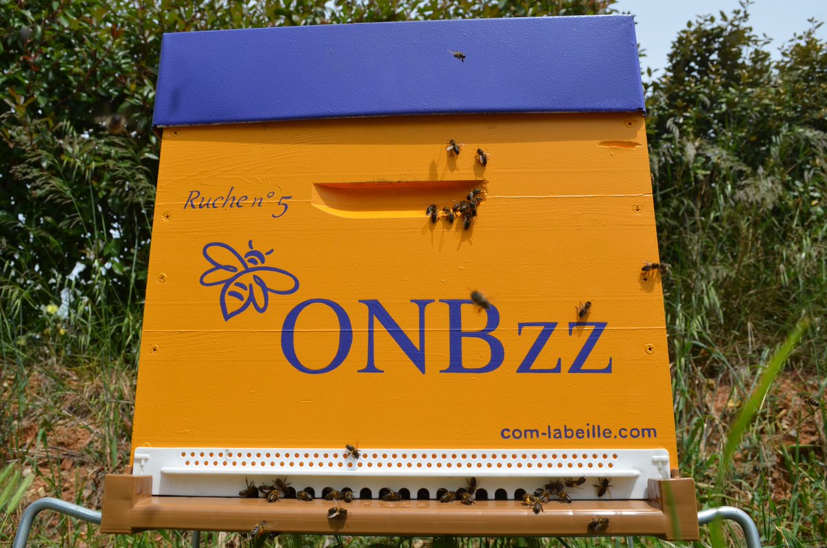 NotR34's tweet image. 🐝🐝 Retour en images sur l'installation du rucher "ONB"
pour  la Préservation de l'Abeille endémique, Apis Mellifera Mellifera (Abeille noire)
Merci à COM l'Abeille pour cette création originale ainsi qu'aux volontaires de la team ONB !