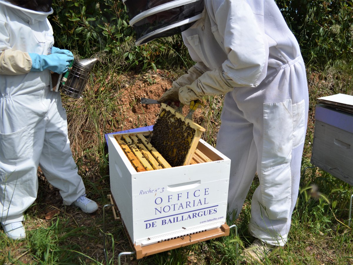 NotR34's tweet image. 🐝🐝 Retour en images sur l'installation du rucher "ONB"
pour  la Préservation de l'Abeille endémique, Apis Mellifera Mellifera (Abeille noire)
Merci à COM l'Abeille pour cette création originale ainsi qu'aux volontaires de la team ONB !