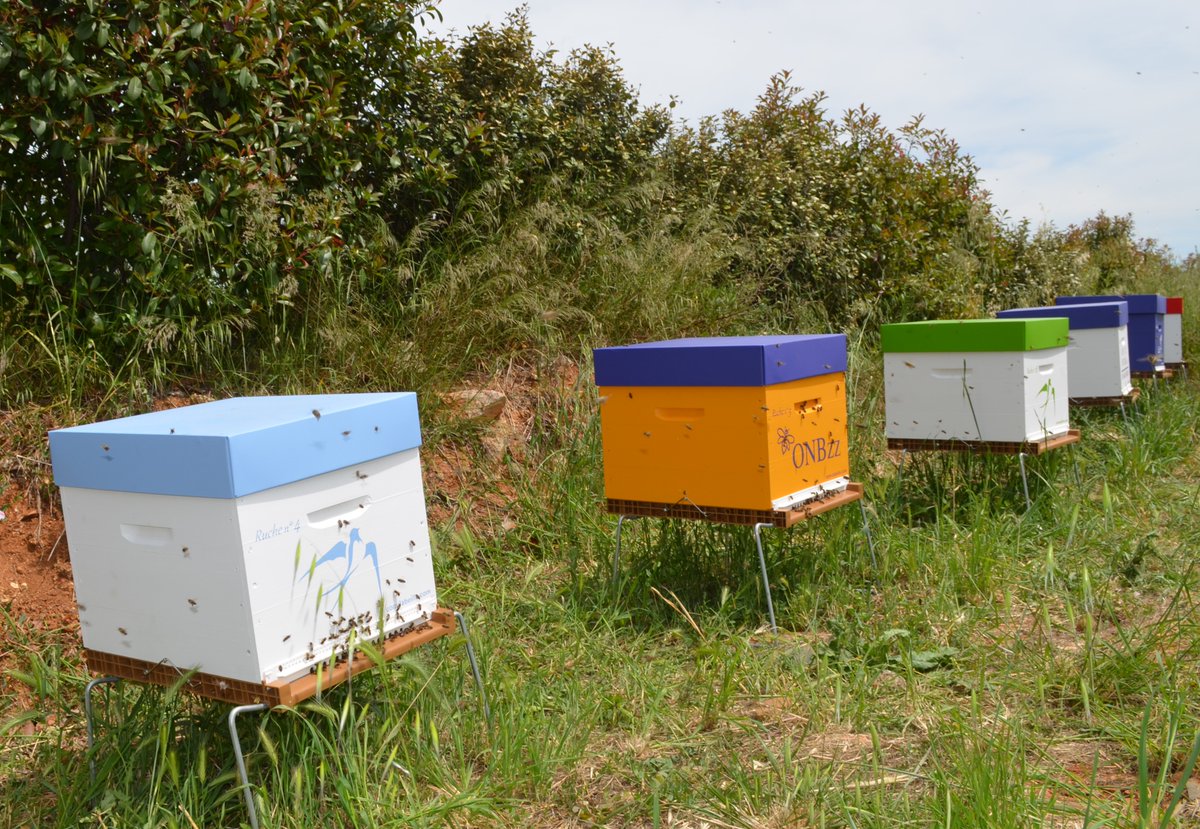 NotR34's tweet image. 🐝🐝 Retour en images sur l'installation du rucher "ONB"
pour  la Préservation de l'Abeille endémique, Apis Mellifera Mellifera (Abeille noire)
Merci à COM l'Abeille pour cette création originale ainsi qu'aux volontaires de la team ONB !