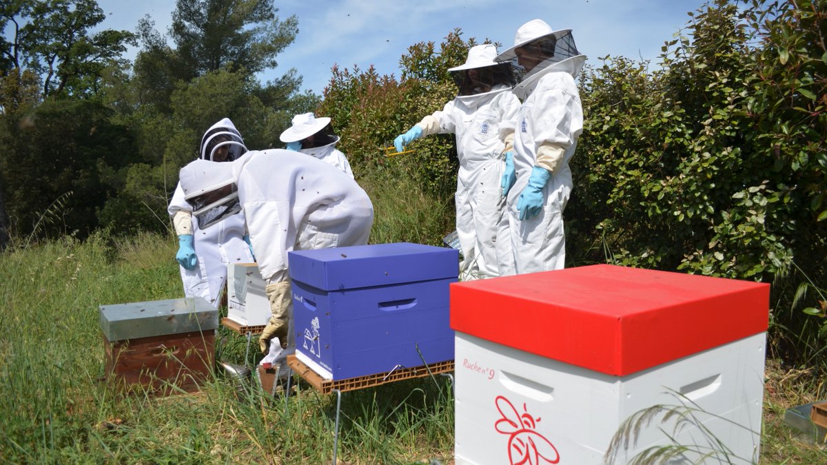 NotR34's tweet image. 🐝🐝 Retour en images sur l'installation du rucher "ONB"
pour  la Préservation de l'Abeille endémique, Apis Mellifera Mellifera (Abeille noire)
Merci à COM l'Abeille pour cette création originale ainsi qu'aux volontaires de la team ONB !