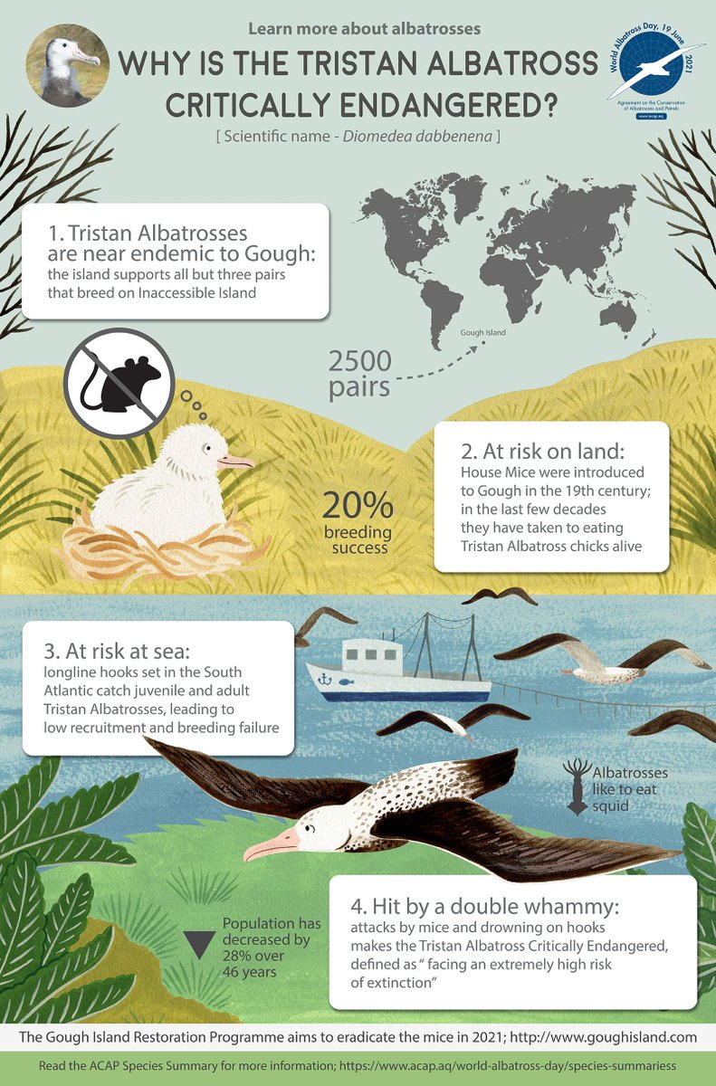 GoughIsland's tweet photo. Countdown is running! 📢 Only one more week to go 'til #WorldAlbatrossDay! This year, the Critically Endangered #Tristanalbatross is one of the (two) focal species of the campaign due to its precarious conservation status #GoughIsland Infographic by Namasri Niumim #ACAP https://t.co/mM21wJdQt9