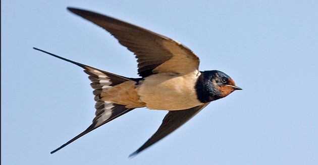 penninevale's tweet photo. Out #jogging this a.m. Great to see #swallows swooping &amp; gliding around #TownHead farm #Thistleton. #Insects now plentiful, so these swallows getting stuck into a hearty breakfast. #birdwatching @Natures_Voice @_BTO https://t.co/SsXhBqPy82