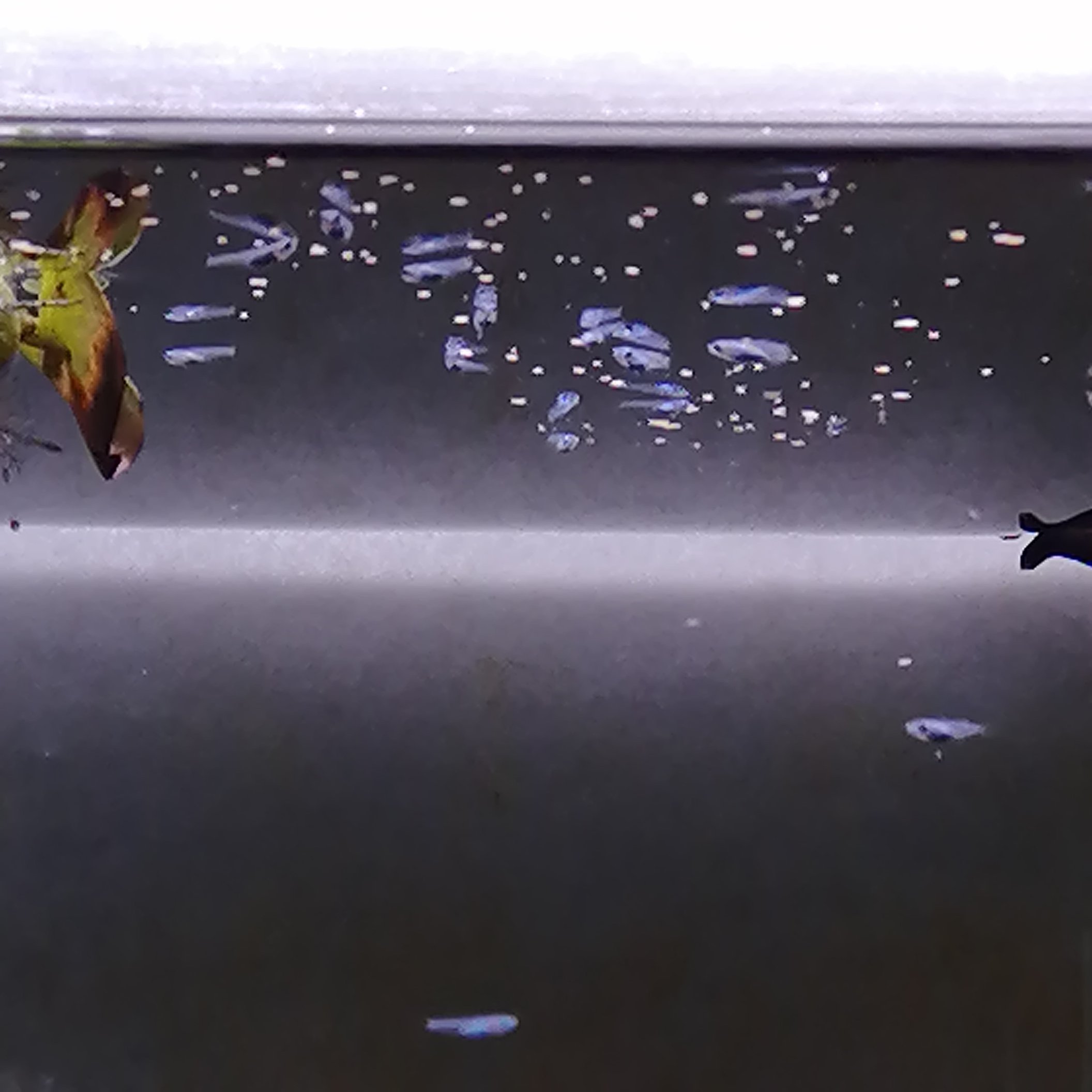よ すけ على تويتر よ すけのアクアリウム エサを食らうメダカたち 1 5センチくらいに成長しました エサのとき 水槽をﾄﾝﾄﾝﾄﾝすると寄ってくるようになった テトラのフレークのエサ めっちゃ食う 笑 メダカ メダカ アクアリウム 水槽 えさ 餌 エサ よ