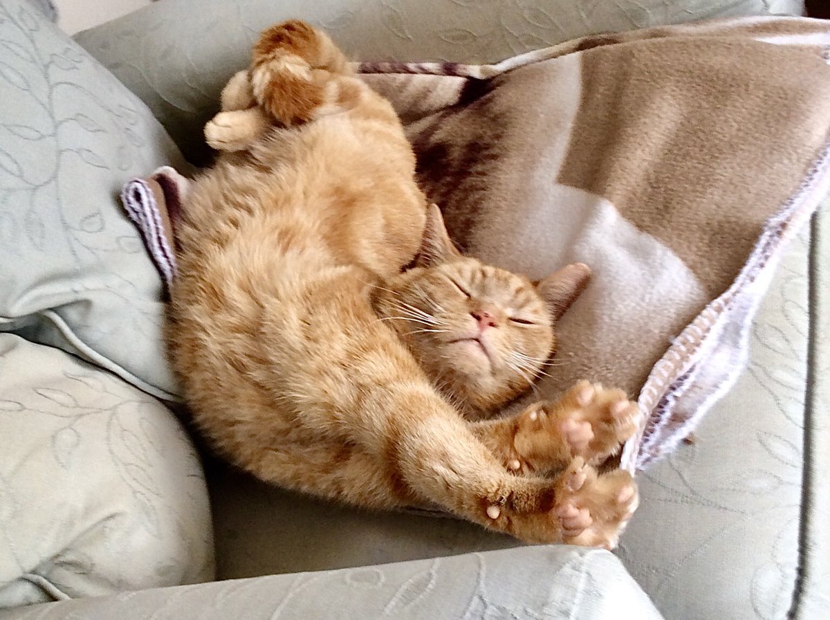 skylark22BHC1's tweet photo. For #Caturday, a little selection of ol’ green eyes: 
1.  Please put the light out.
2. Keeping cool.
3. Big stretch.
4. Mr Haunchy.
#ripbarley #mygingercat #stillmissyoumate #lovecats https://t.co/ag6kEJZ2qw