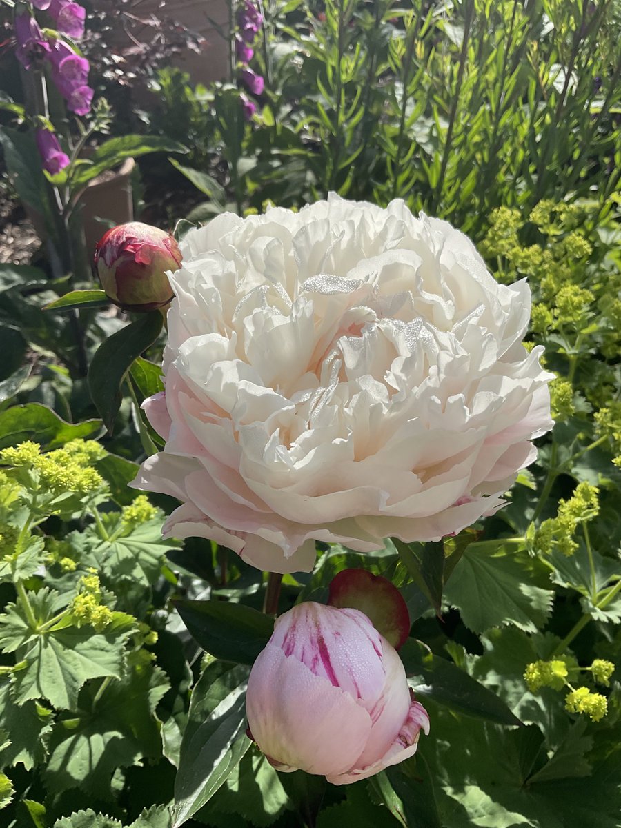 Morning, dew still on the peony Shirley Temple. The Alchemilla Mollis is exceptionally tall this year. Have a lovely weekend!