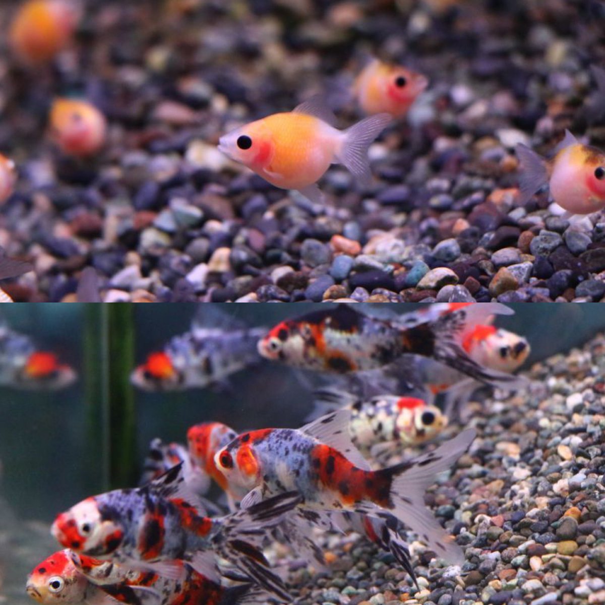 人形町の金魚ショップ