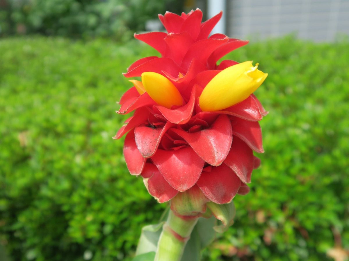 珍しい花 Twitter Search