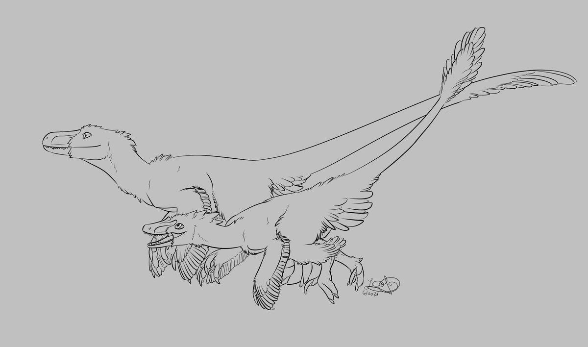 SinopaRapax's tweet photo. A few dromaeosaurs for @Matt17992818 c: https://t.co/CtNeF8GMAk
