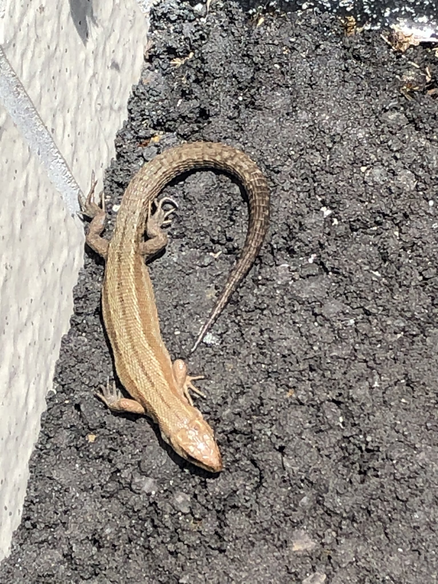 Johnny S謙信 今日 家の玄関前にいたこの生き物が何だかわかりません イモリだかヤモリだからトカゲだかカナヘビだかという説があります わかる人教えてください 気持ち悪い写真ですみません イモリではないと思います 何という生き物と同居し