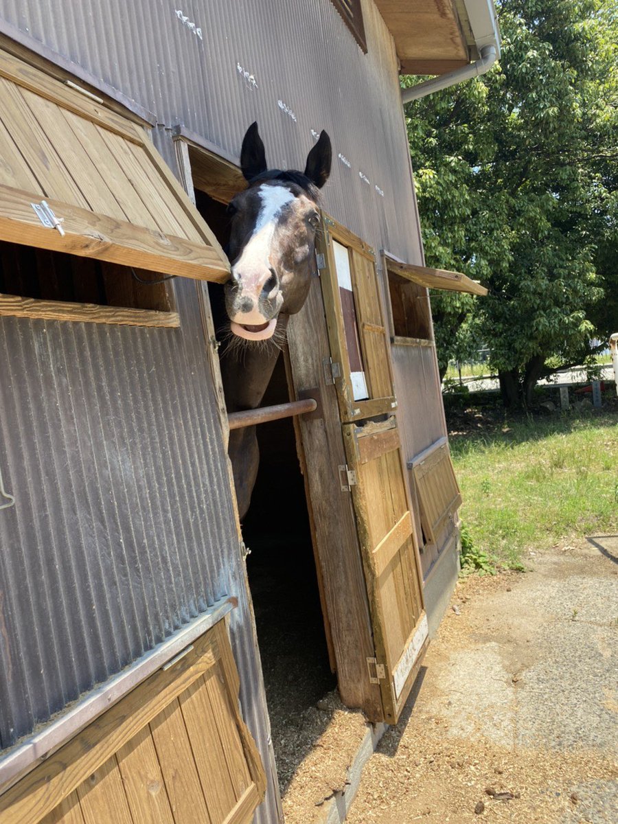 神戸大学馬術部 Shindaibajutsu Twitter