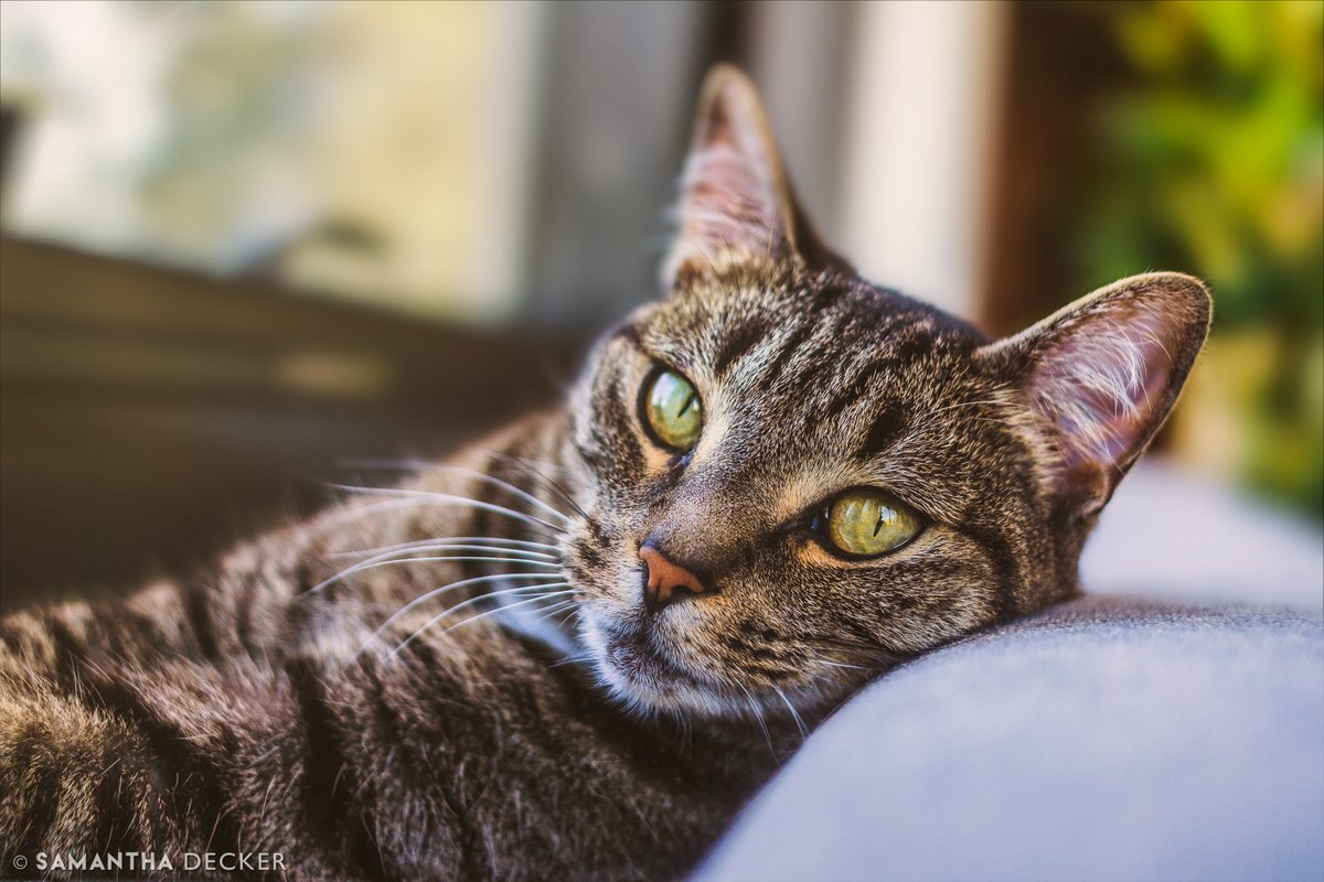 sdeckerphoto's tweet image. Sweet Fran 😻 flic.kr/p/2m5aK3N #photoshop2021 #lightroomclassic #neuralfilters #madewithluminar #samsung