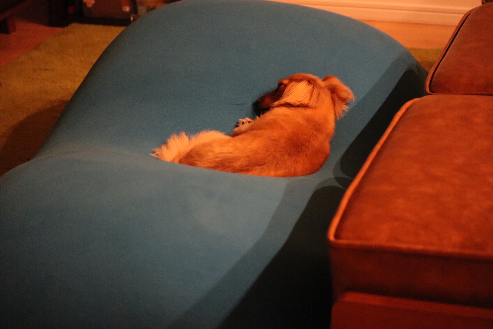 なつパパ Yogibo 独り占め Yogibo 犬もダメにする T Co Wlpkbmhwqd Twitter