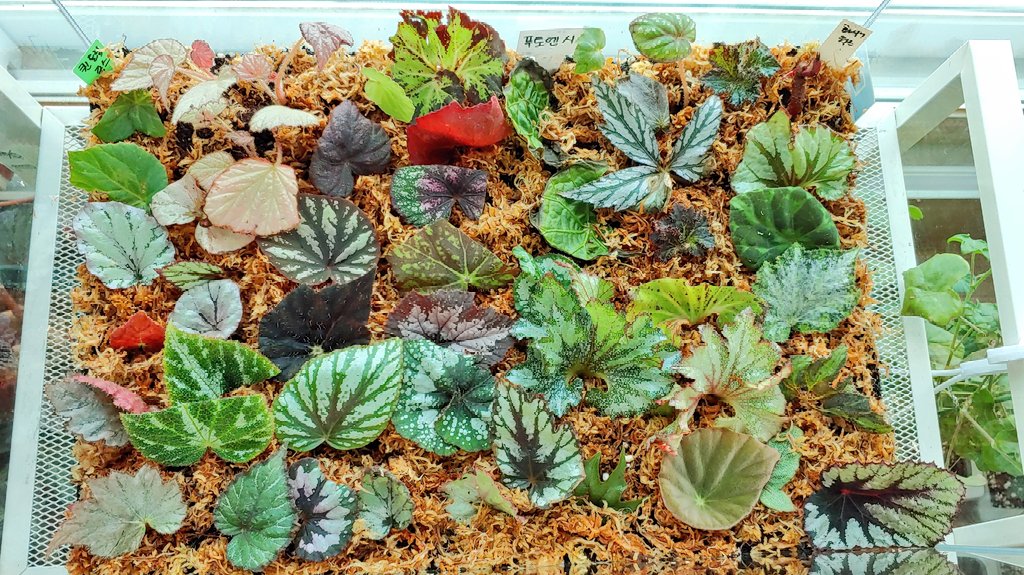 자반 어항에 베고니아 잎꽂이 ㄱㄱ 두달뒤에 만나요 ㅎㅎ