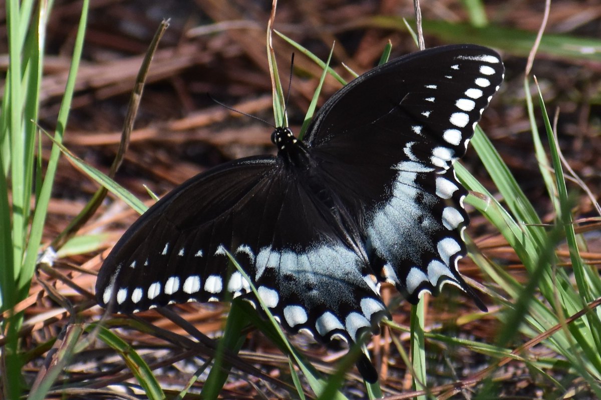 #WorldSwallowtailDay! Here in #Florida USA we are so blessed with beauties like these (clockwise from top left): Black Swallowtail; Eastern Tiger Swallowtail; Spicebush Swallowtail; and Giant Swallowtail! #Orlando #butterfly #TwitterNatureCommunity #ThePhotoHour #nature撮影会