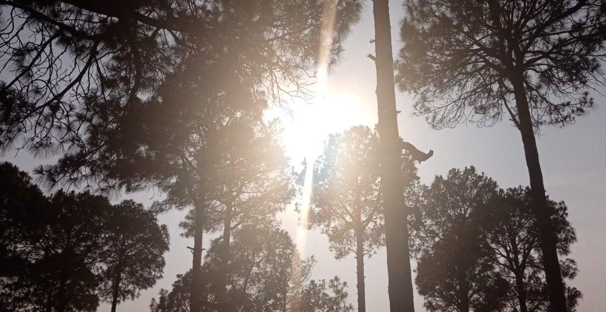 SaniZ_'s tweet photo. Hope you shine like sunshine!

#Nature #NaturePhotography #photography #life #fun #Tree #SunLight #fitness #Time https://t.co/pgbJL1ds8P