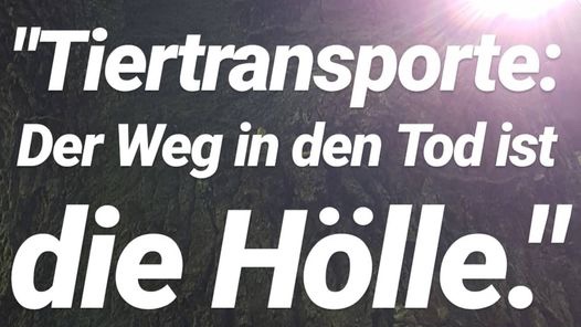 Helft uns die grausamen #Tiertransporte zu stoppen! 
Unterschreibt unsere Petition:
👉 vgt.at/tiertransporte 👈
#banliveexport #transportestoppen