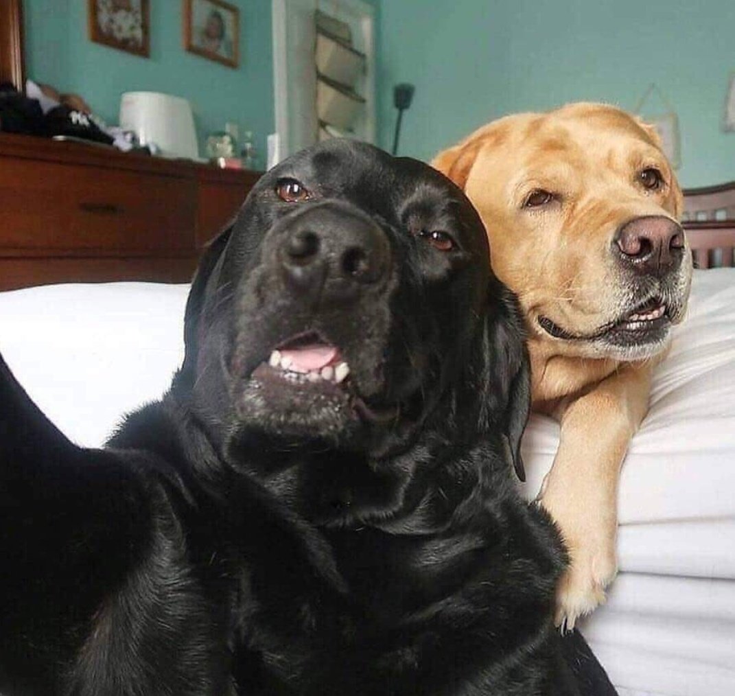 NecesitoUnPerro's tweet photo. La selfie más bonita que vas a ver hoy!!! https://t.co/Sc29EPd6qq