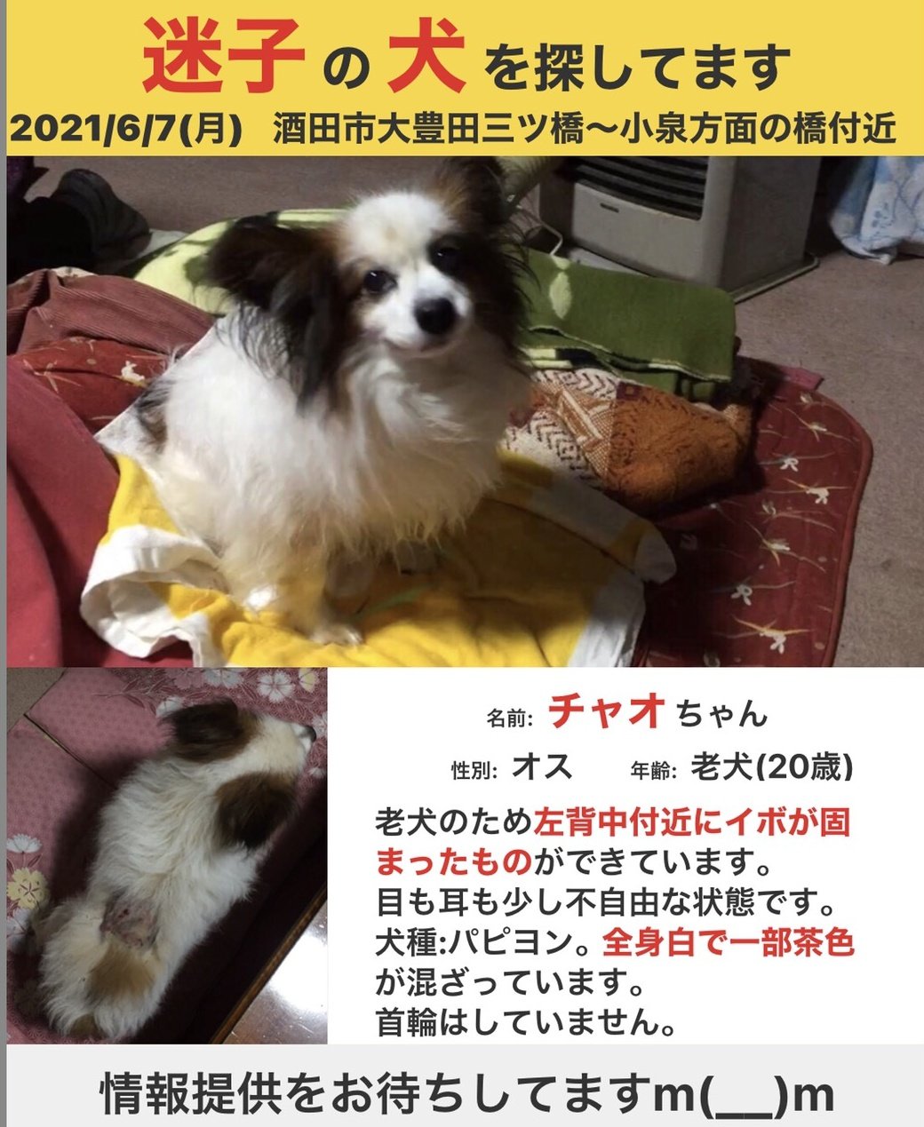 黒猫のロクさん 146 行方不明になってから探し回っているものの見つからず 祖母にとっては大切な家族で憔悴しています 山形県酒田市 ポスター参照 で迷い犬を見つけた方はdmください 迷子犬 迷い犬 保護犬 保護 山形 山形県 拡散希望