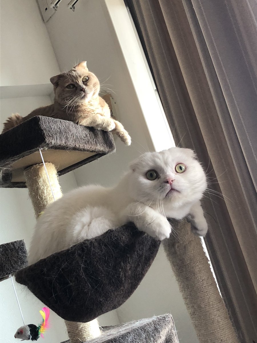 もろとむく まるか On Twitter 1万いいねありがとうございます B612というアプリの猫専用フィルターです 他にも沢山あるのでおすすめ Https T Co Roakroybgu Twitter
